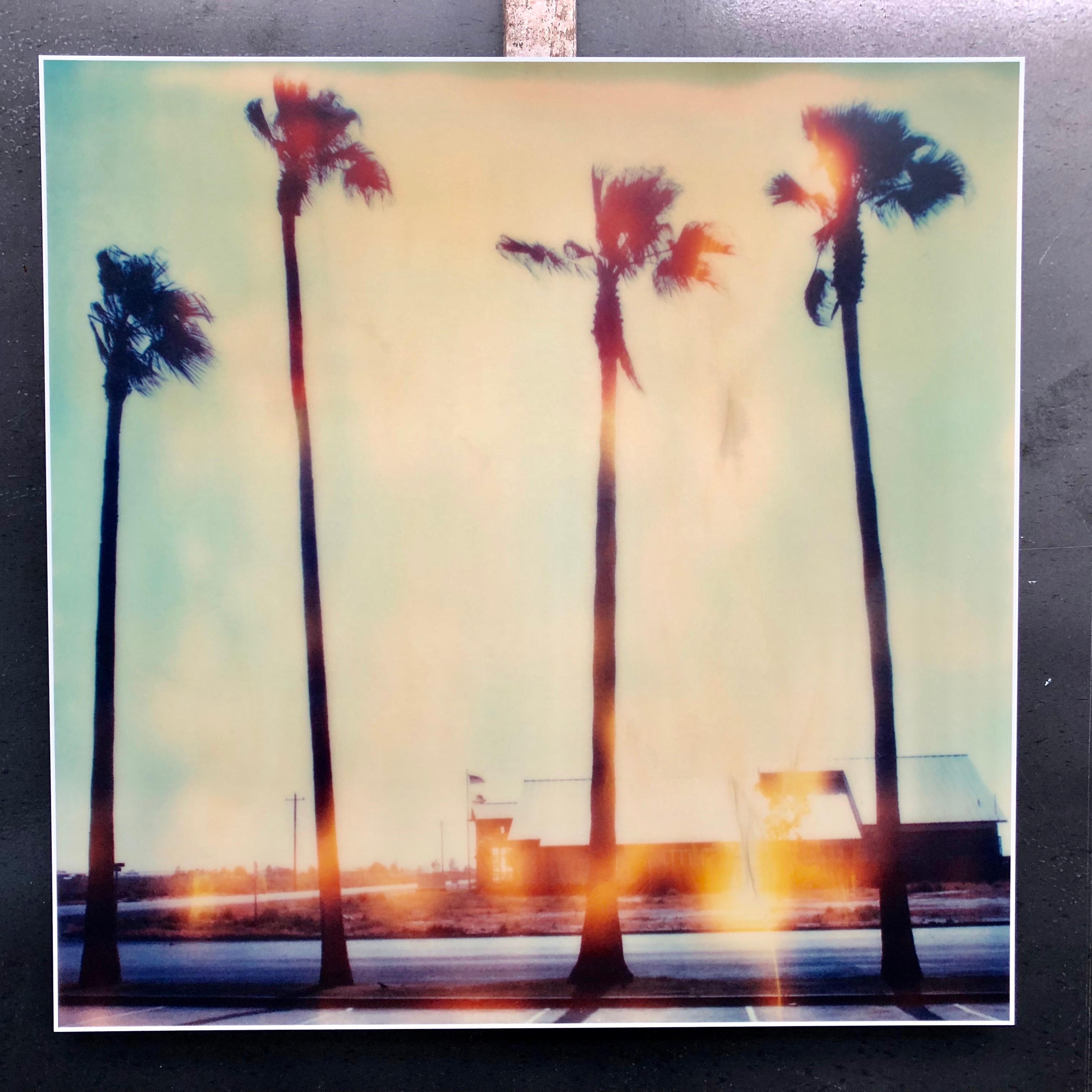 Stefanie Schneider Color Photograph - Palm Tree Resturant