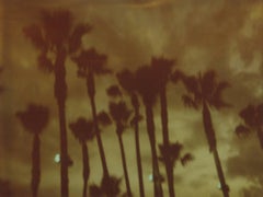 stronger than paradise Palm Trees at Night -Stranger than Paradise