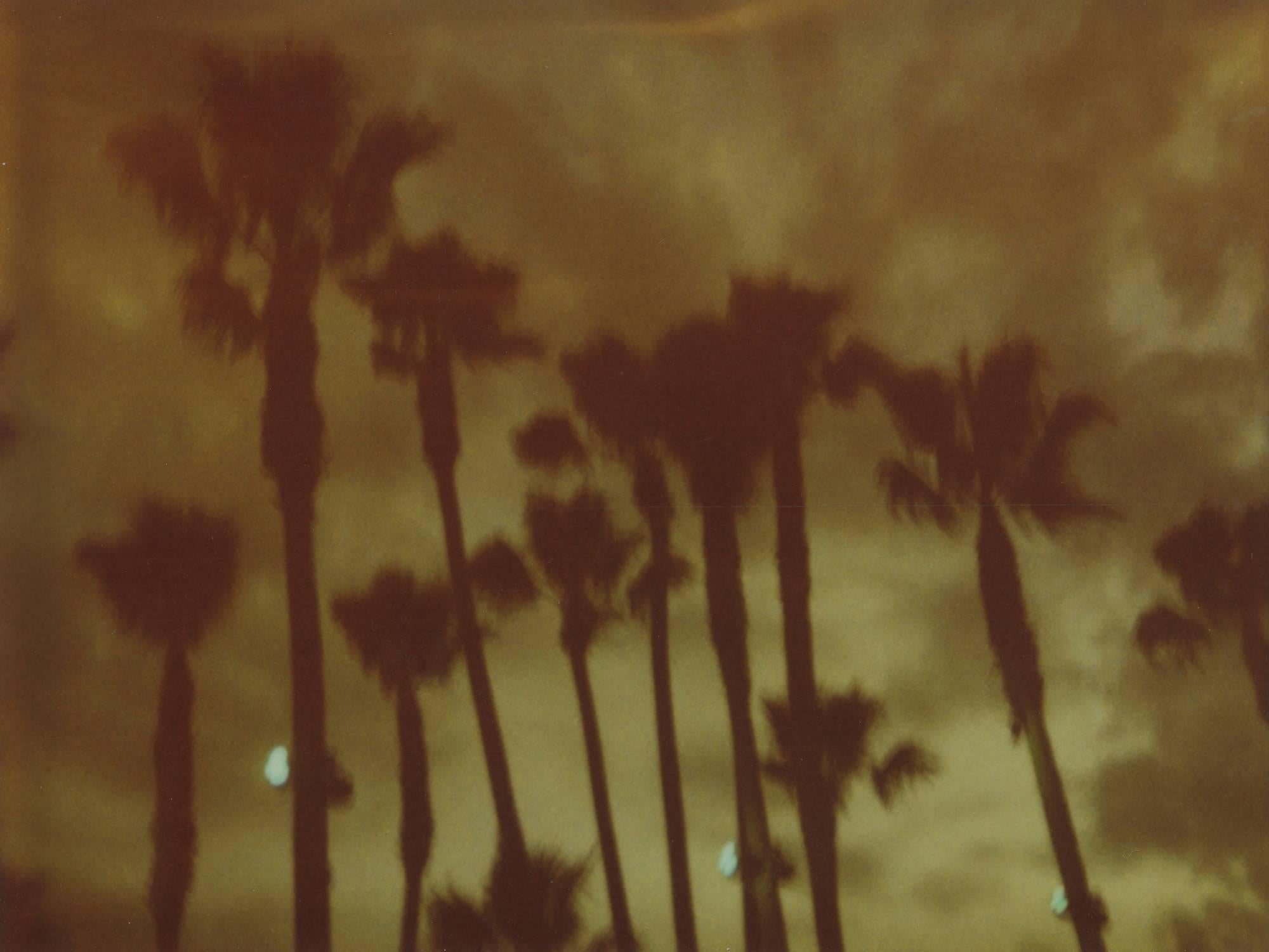 Stefanie Schneider Landscape Photograph - Palm Trees at Night (Stranger than Paradise) - Polaroid, 21st Century, Color
