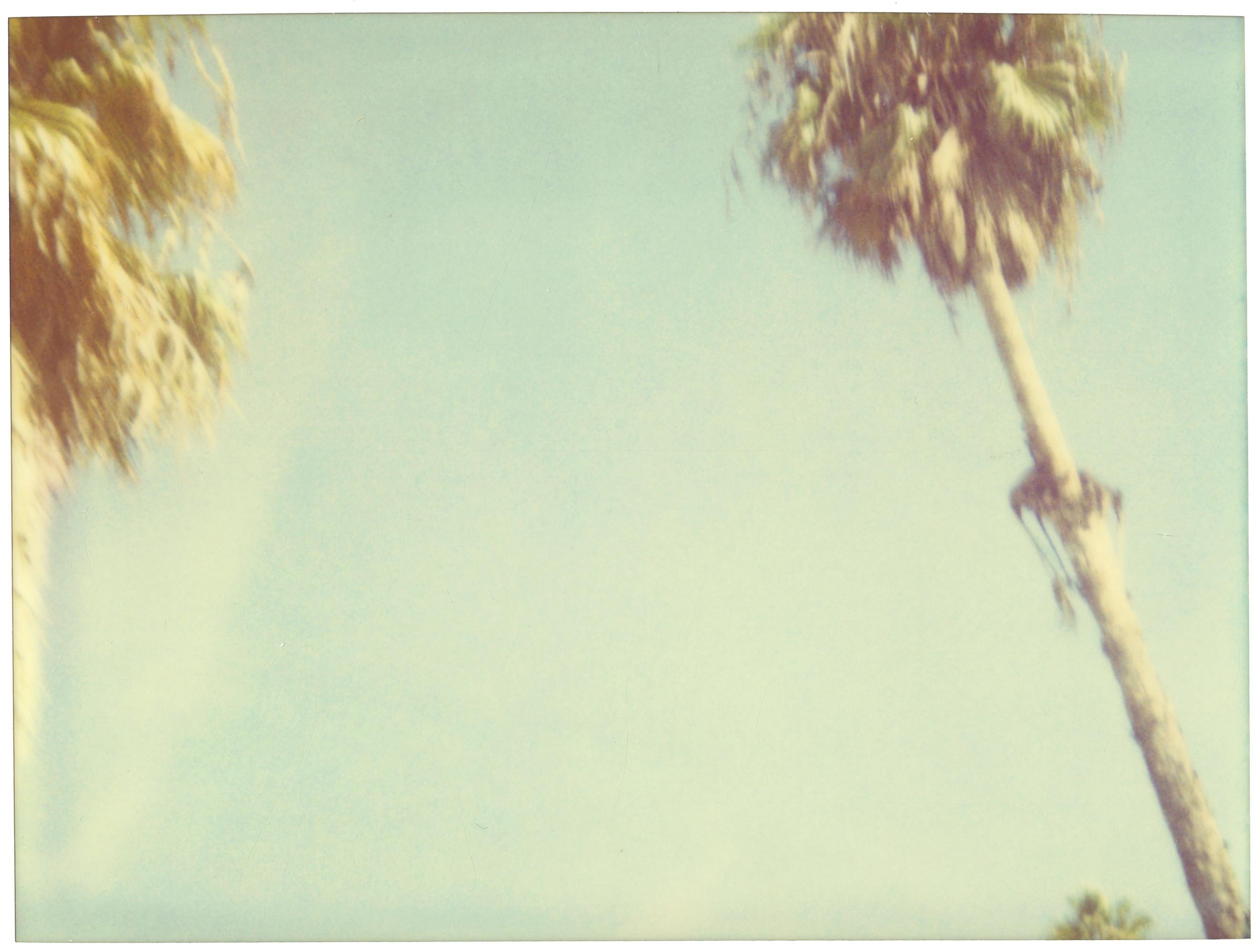 Stefanie Schneider Portrait Photograph – Palm Trees Dive by (Stranger than Paradise) – analog