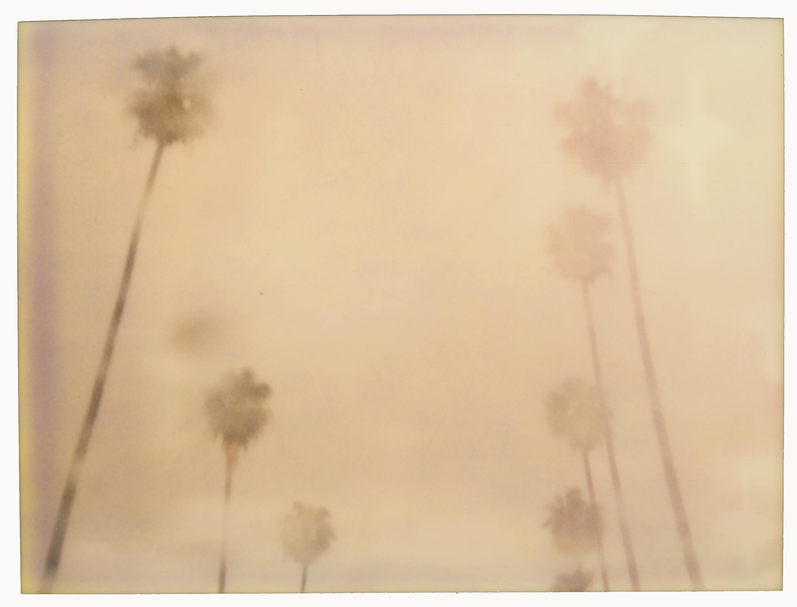 Palmiers sous la pluie (Stranger than Paradise) - Polaroid, 21e siècle, Couleur