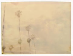 Palm Trees in the Rain (Stranger than Paradise) - Polaroid, 21st Century, Color