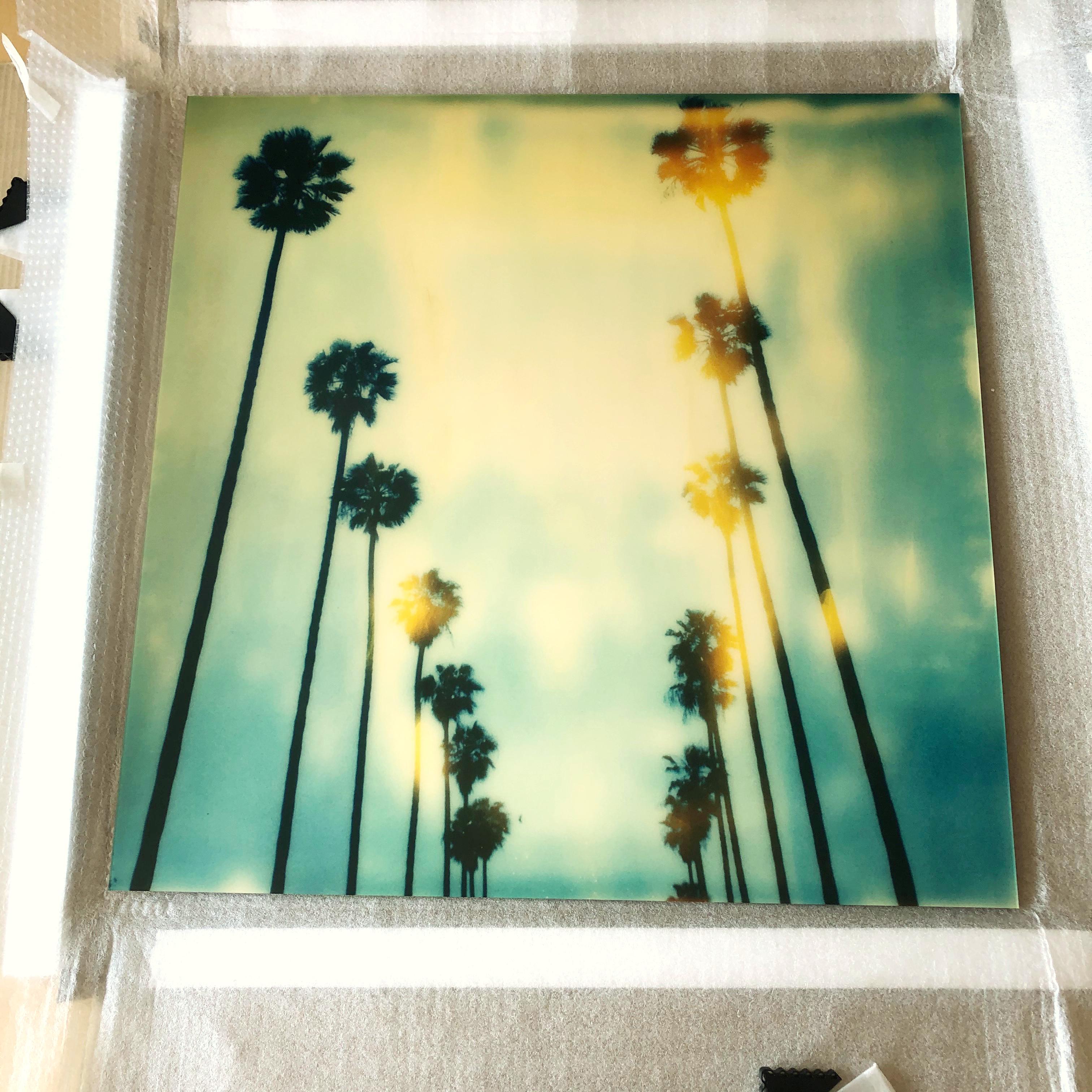 Palm Trees on Wilcox -  Contemporary, Polaroid, mounted under Plexi For Sale 2