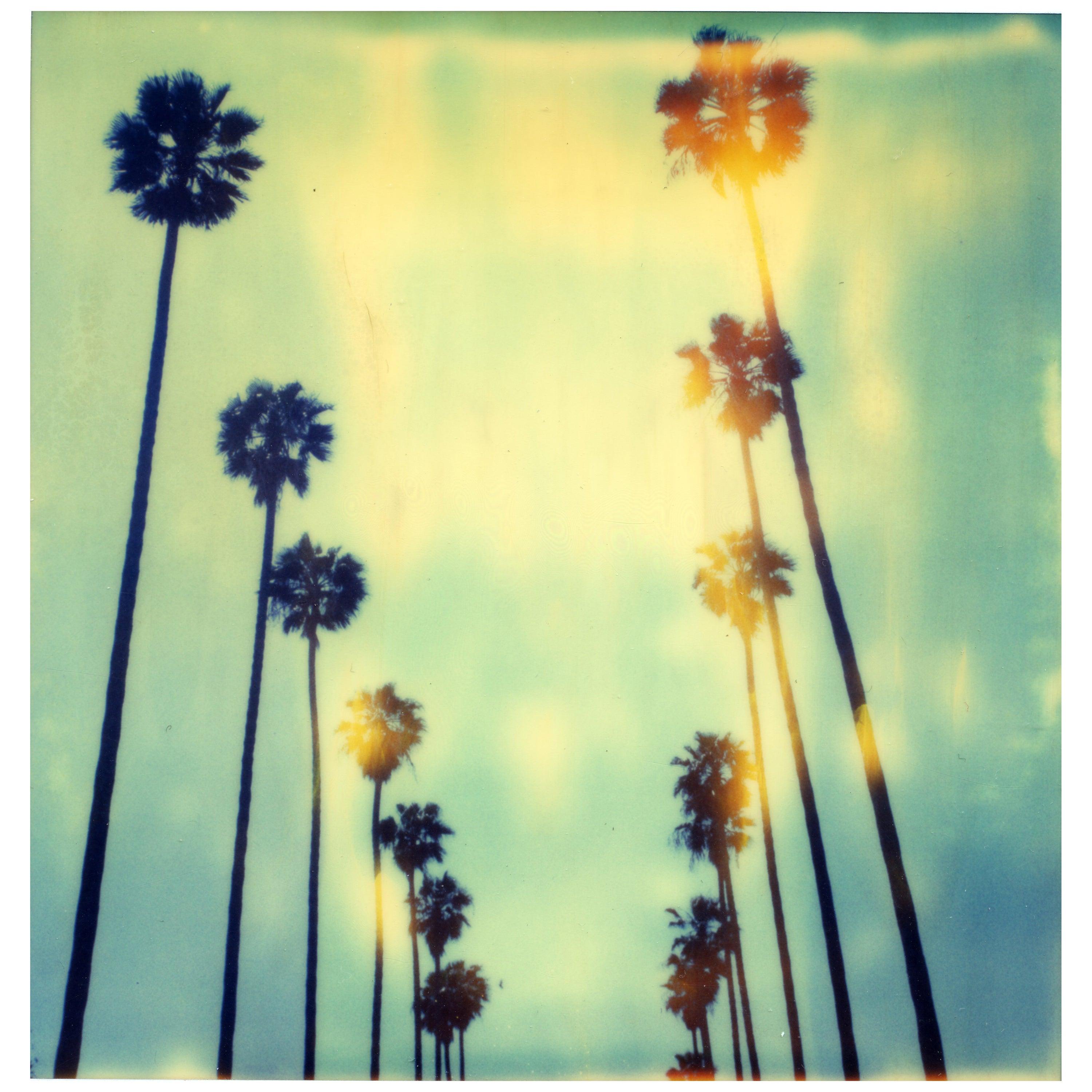 Stefanie Schneider Color Photograph - Palm Trees on Wilcox -  Contemporary, Polaroid, mounted under Plexi