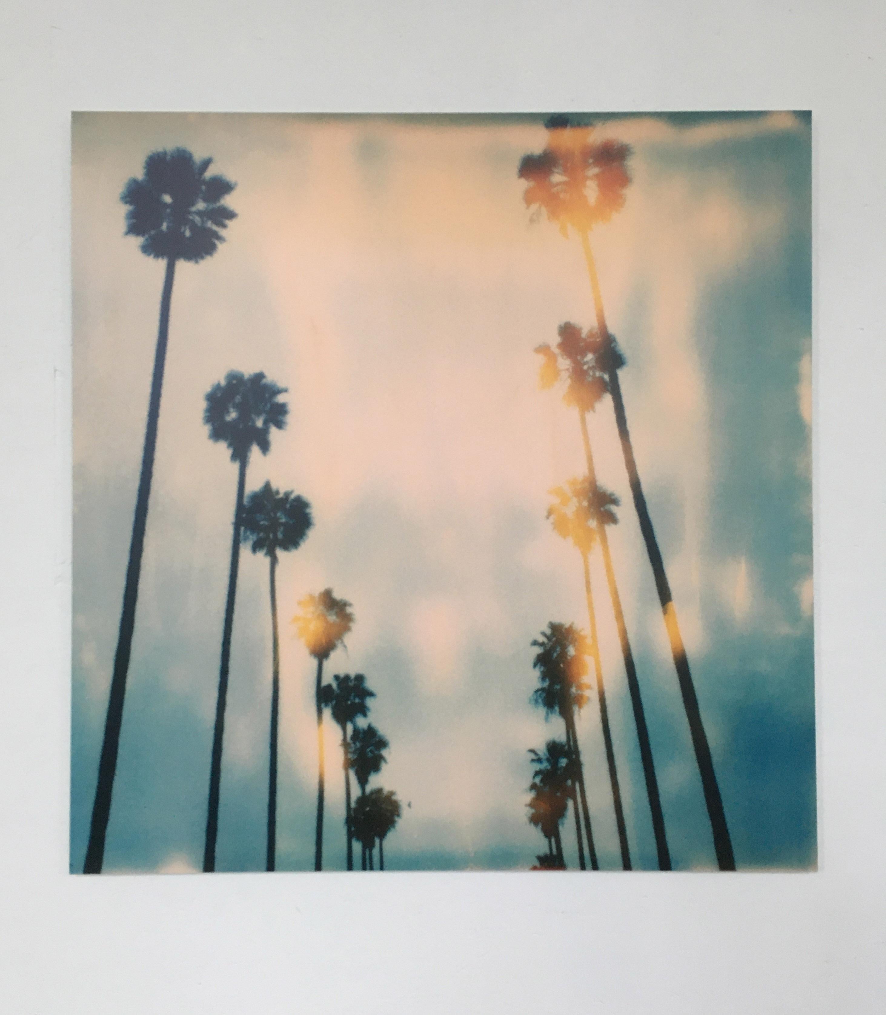Palm Trees on Wilcox -  Contemporary, Polaroid, Photograph, 20th Century - Green Figurative Photograph by Stefanie Schneider
