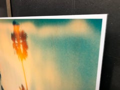 Palm Trees on Wilcox / Contemporary, Polaroid, Photograph, Analog