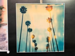 Retro Palm Trees on Wilcox / Contemporary, Polaroid, Photograph, Analog