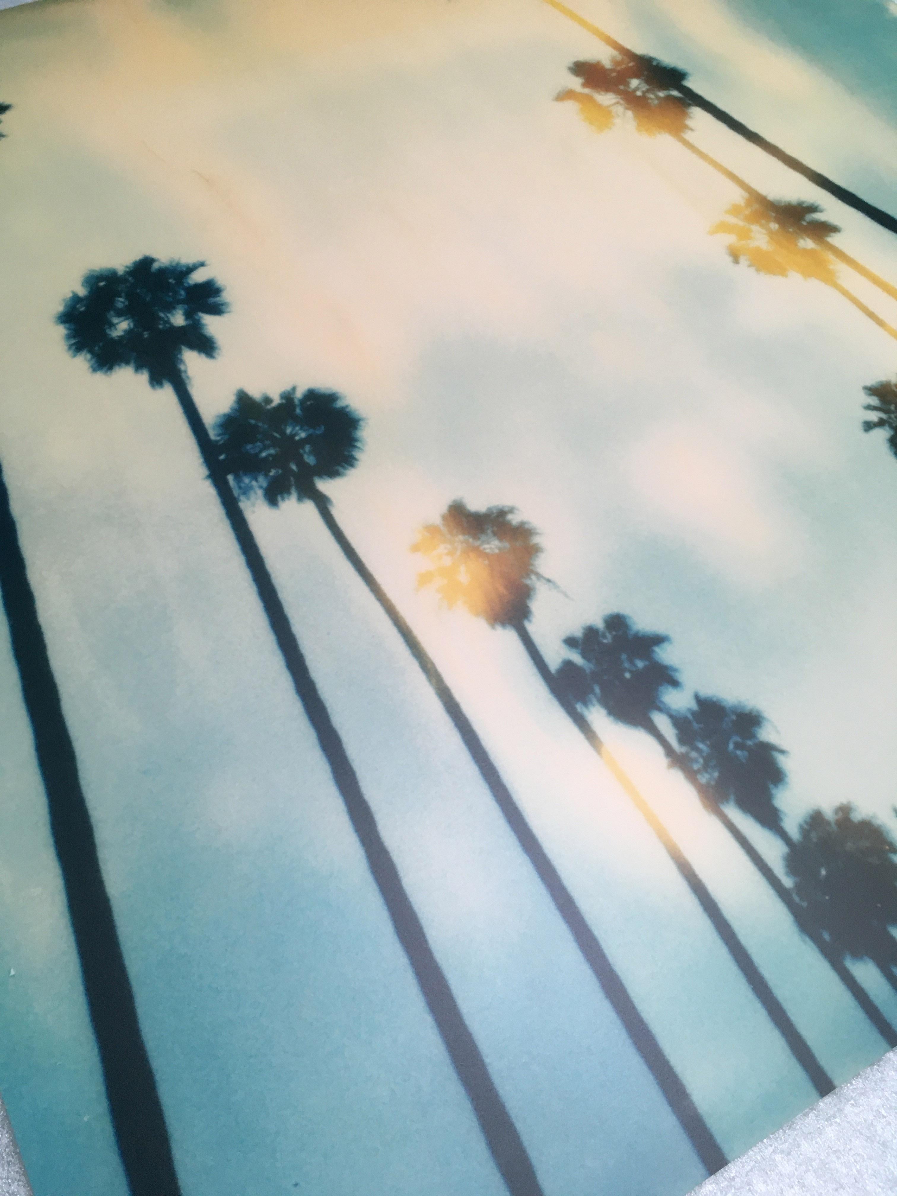 Palm Trees on Wilcox -  mounted on Dibond - Contemporary, Polaroid, 20th Century 2