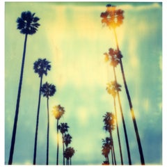 Palm Trees on Wilcox - not mounted - Contemporary, Polaroid, Photograph