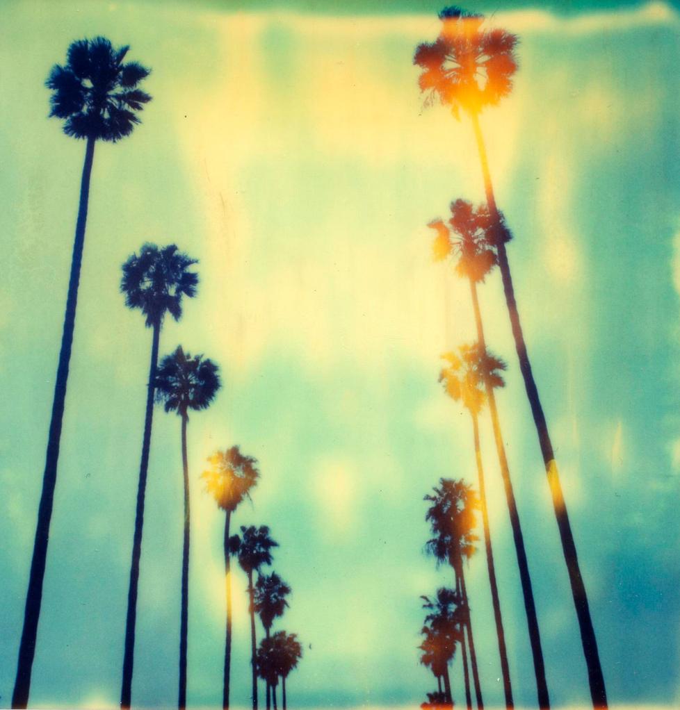 Palmen auf Wilcox (Stranger than Paradise) – Polaroid