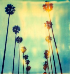 Palm Trees on Wilcox (Stranger than Paradise) - Polaroid