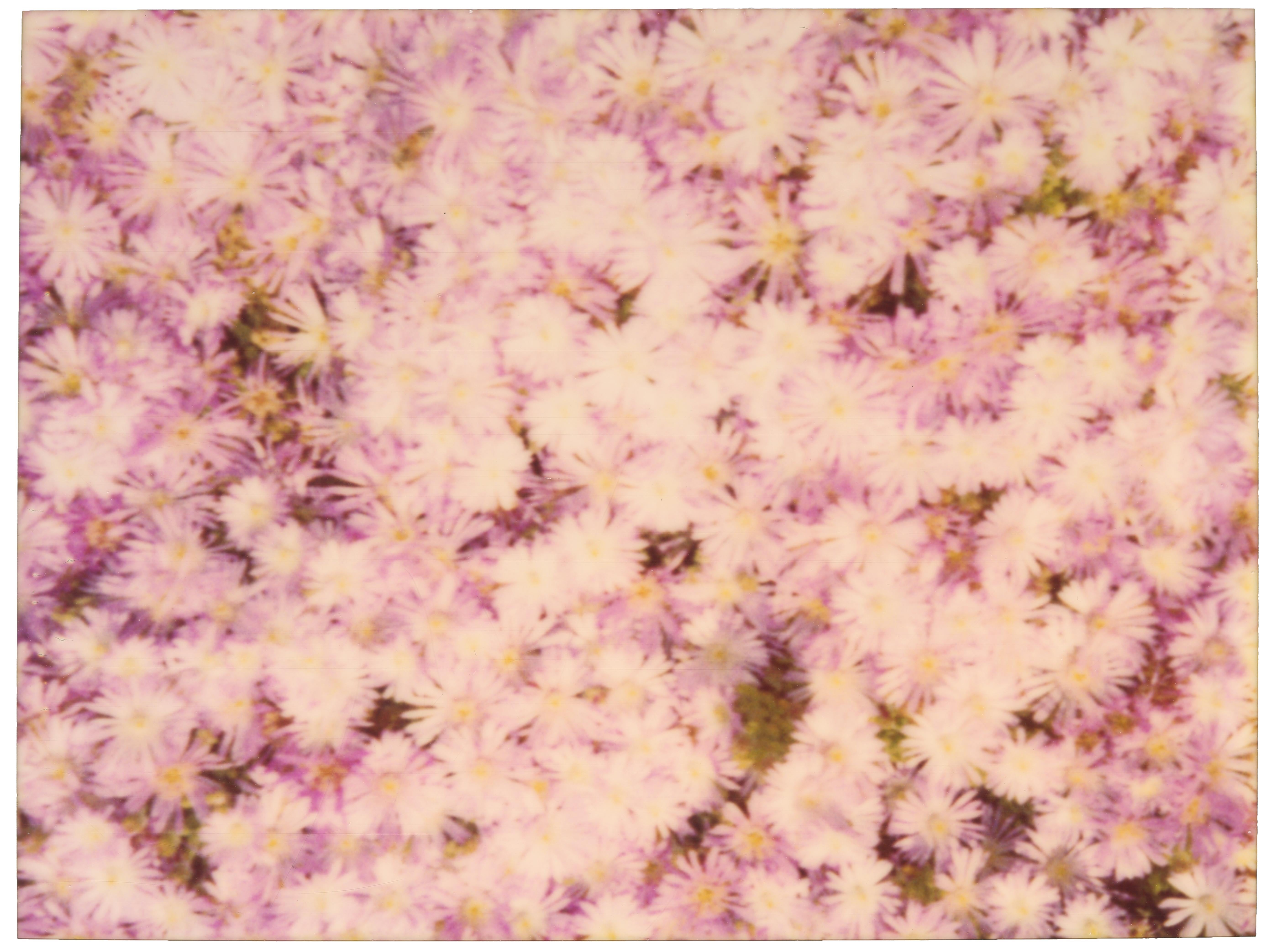 Stefanie Schneider Color Photograph - Pink Flower Carpet (Zuma Beach) - analog, vintage print