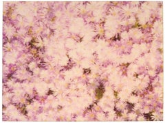 Pink Flower Carpet (Zuma Beach) - analog, vintage print
