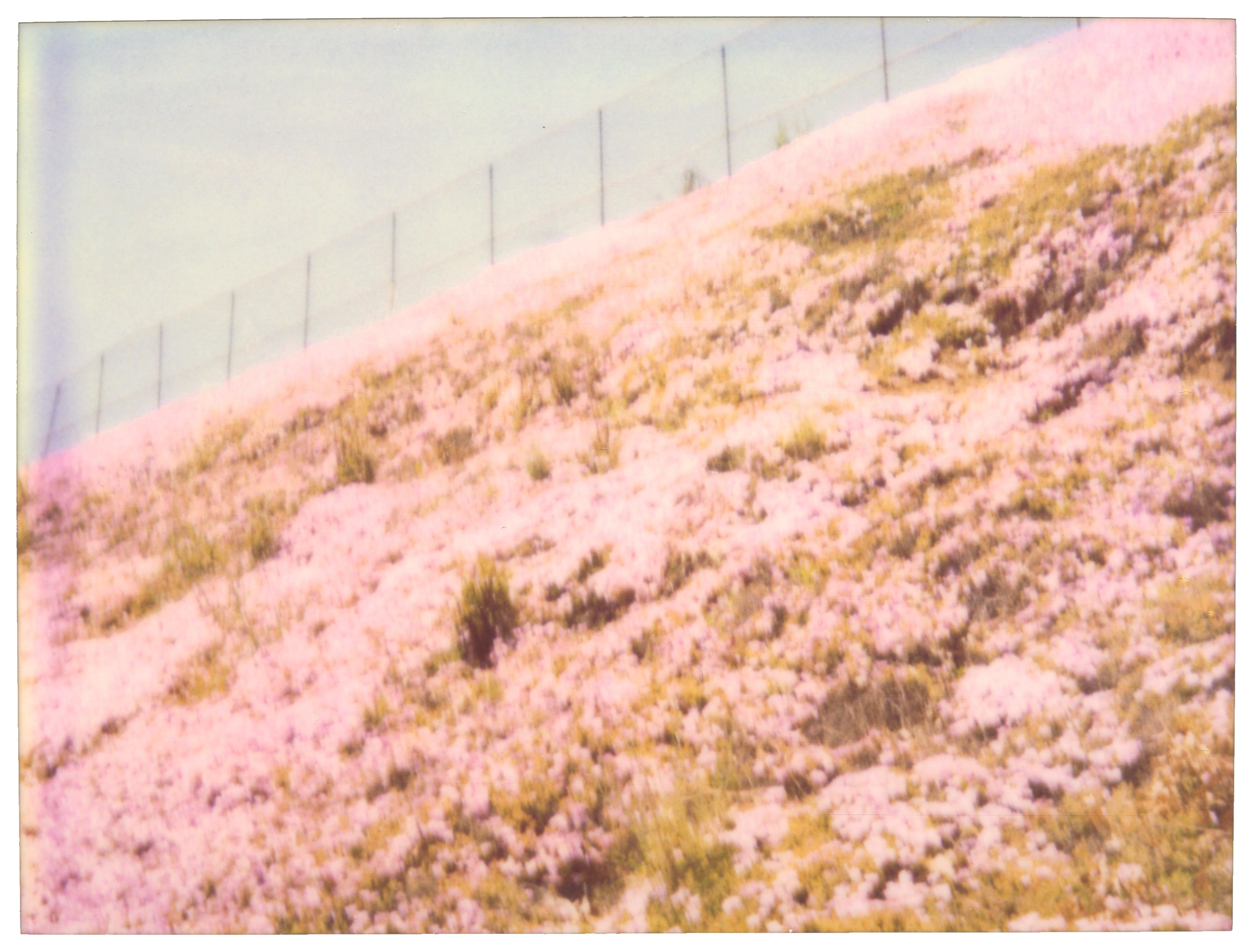 Stefanie Schneider Landscape Photograph - Pink Flower Carpet (Zuma Beach) - analog, vintage print