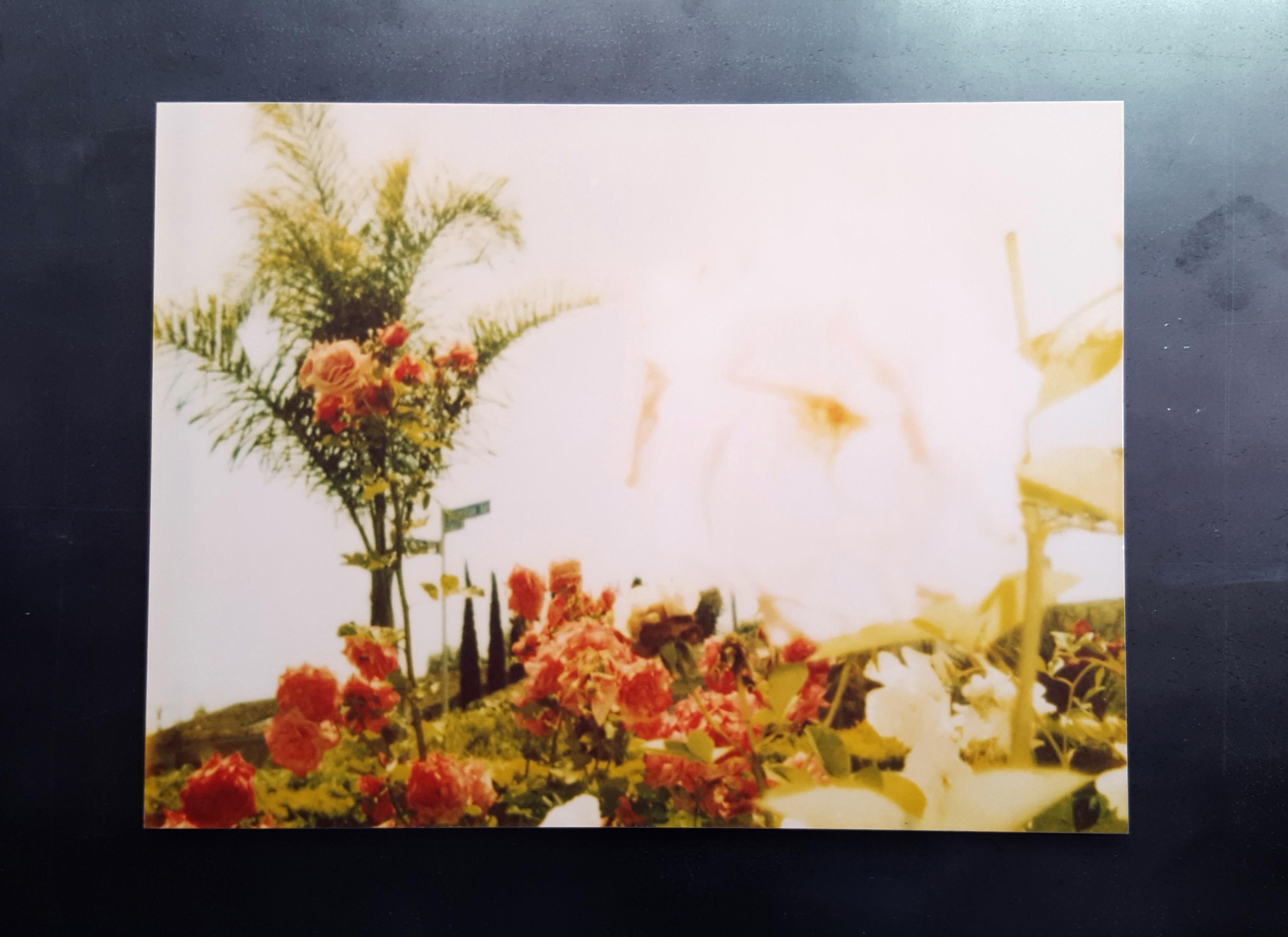 Pink Rose (Suburbia) - analog, mounted - Photograph by Stefanie Schneider