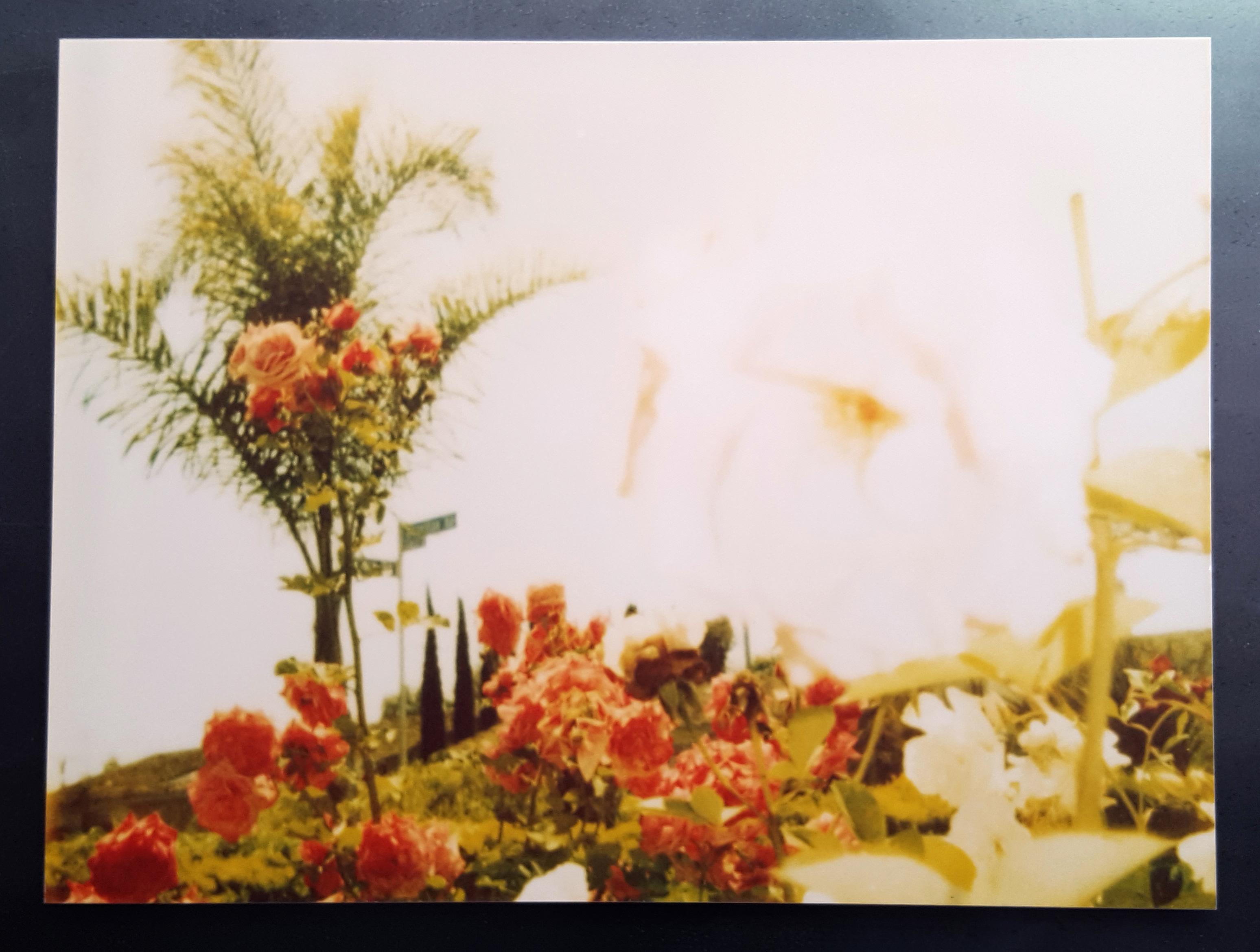Pink Rose (Suburbia) - analog, mounted - Contemporary Photograph by Stefanie Schneider