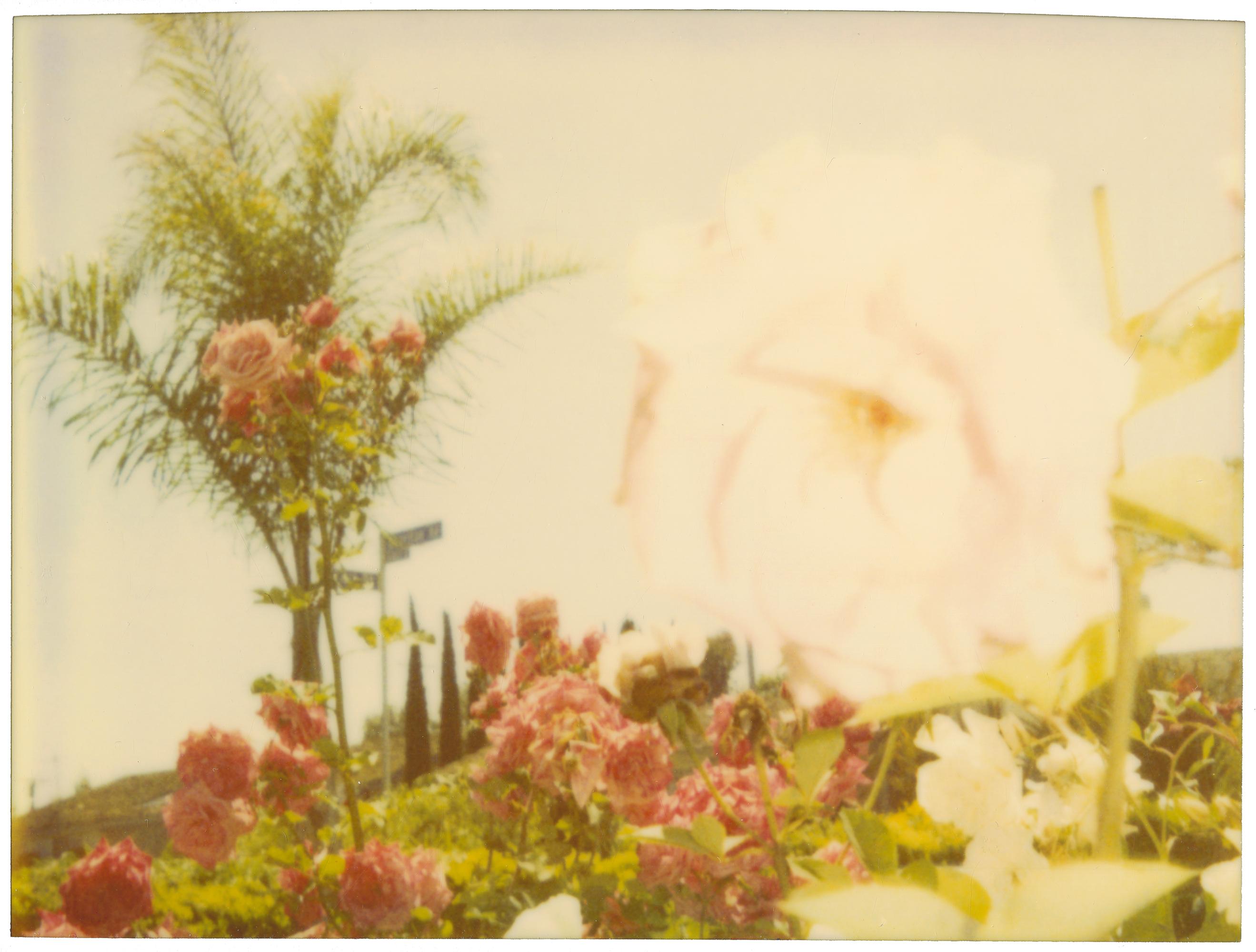 Stefanie Schneider Landscape Photograph - Pink Rose (Suburbia) - analog, mounted