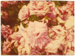Rosegarden #01 (Suburbia), diptych - 21st Century, Contemporary, Color, Polaroid