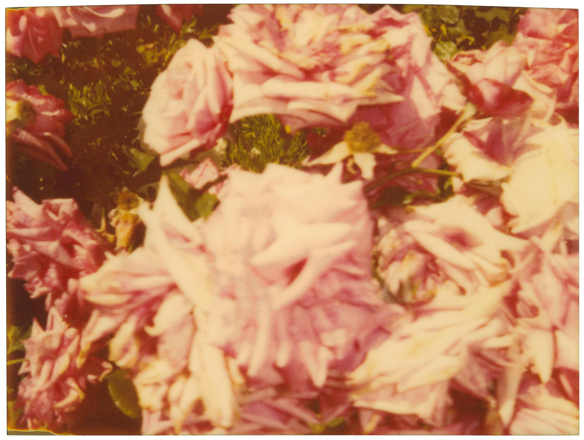 Rosegarden #01 (Suburbia), diptych - 21st Century, Contemporary, Color, Polaroid - Photograph by Stefanie Schneider