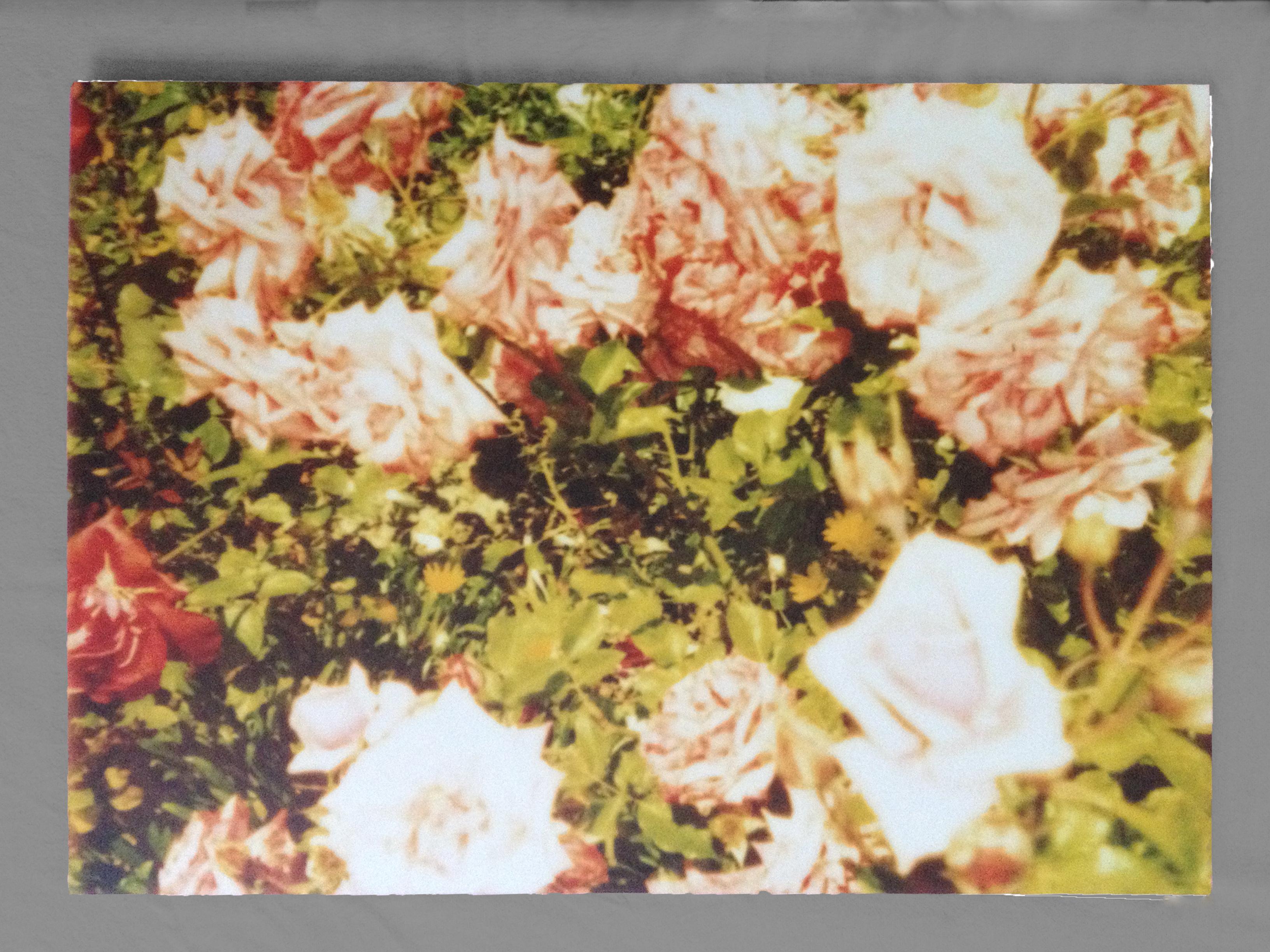 Rosegarden II (Suburbia), analog, mounted - 21st Century, Polaroid, Contemporary - Photograph by Stefanie Schneider