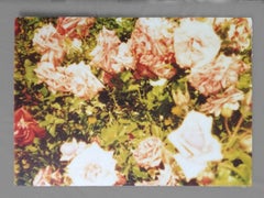 Rosegarden II (Suburbia), analogique, monté - 21e siècle, Polaroid, contemporain