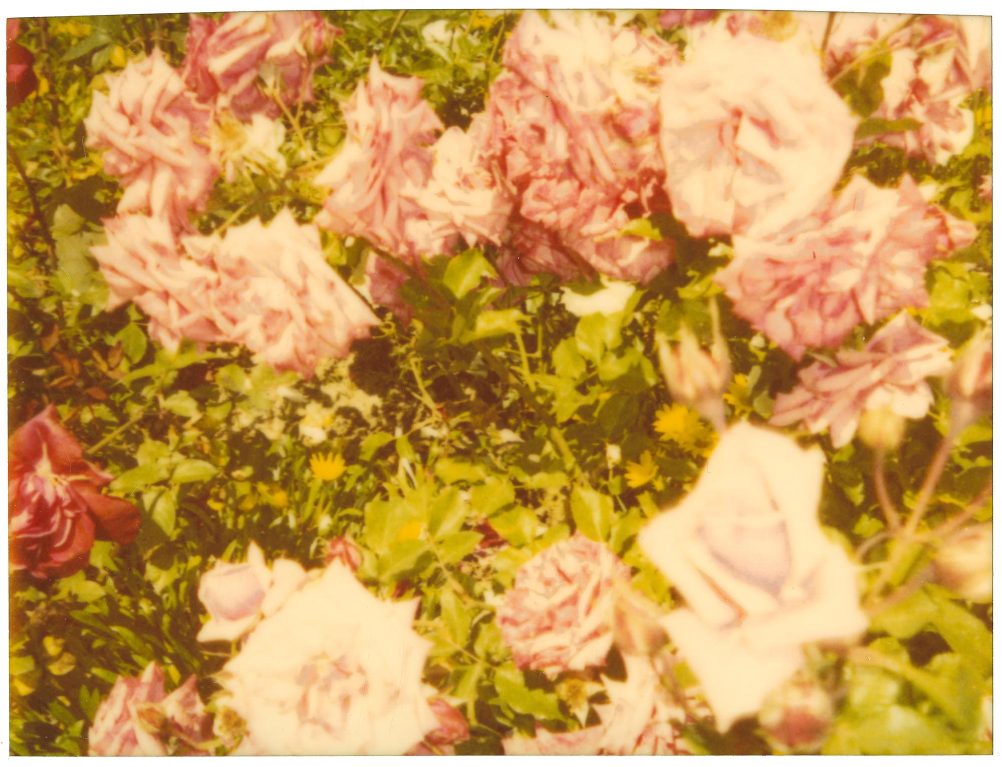 Stefanie Schneider Landscape Photograph – Rosegarden II ( Suburbia), analog, montiert, 21. Jahrhundert, Polaroid, Zeitgenössisch