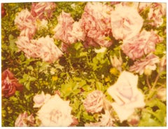 Rosegarden II ( Suburbia), analog, montiert, 21. Jahrhundert, Polaroid, Zeitgenössisch