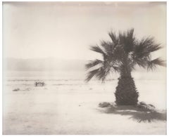 Salton Sea Palm Tree (California Badlands)