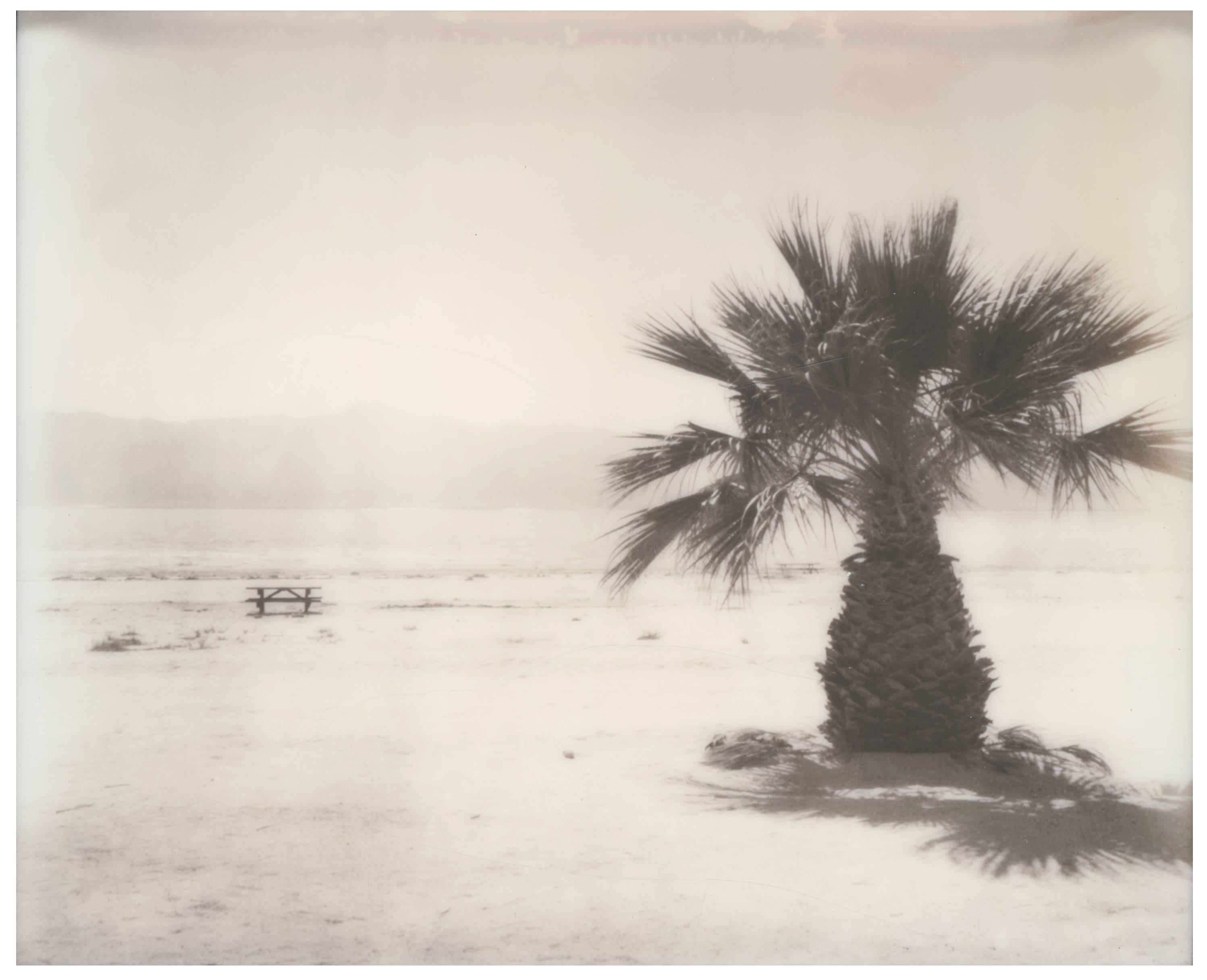 Salton Sea Palm Tree (California Badlands) - Polaroid, Contemporary, Landscape