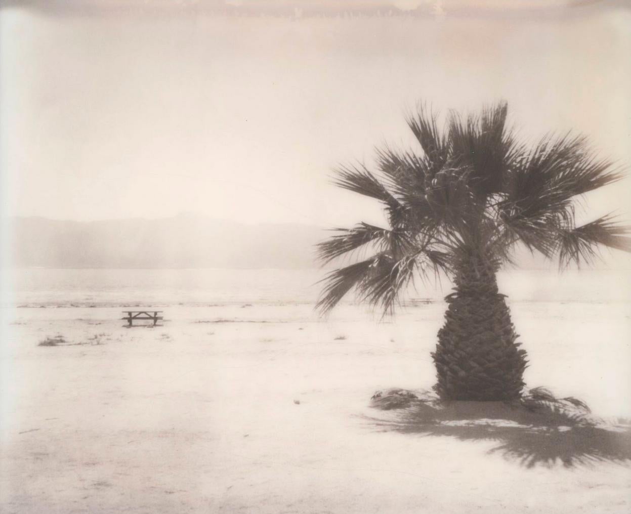 Stefanie Schneider Color Photograph – Salton Sea Palm Tree (Kalifornien Badlands) – Polaroid