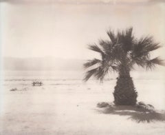 Palmiers des mers de Salton ( Badlands de Californie) - Polaroid