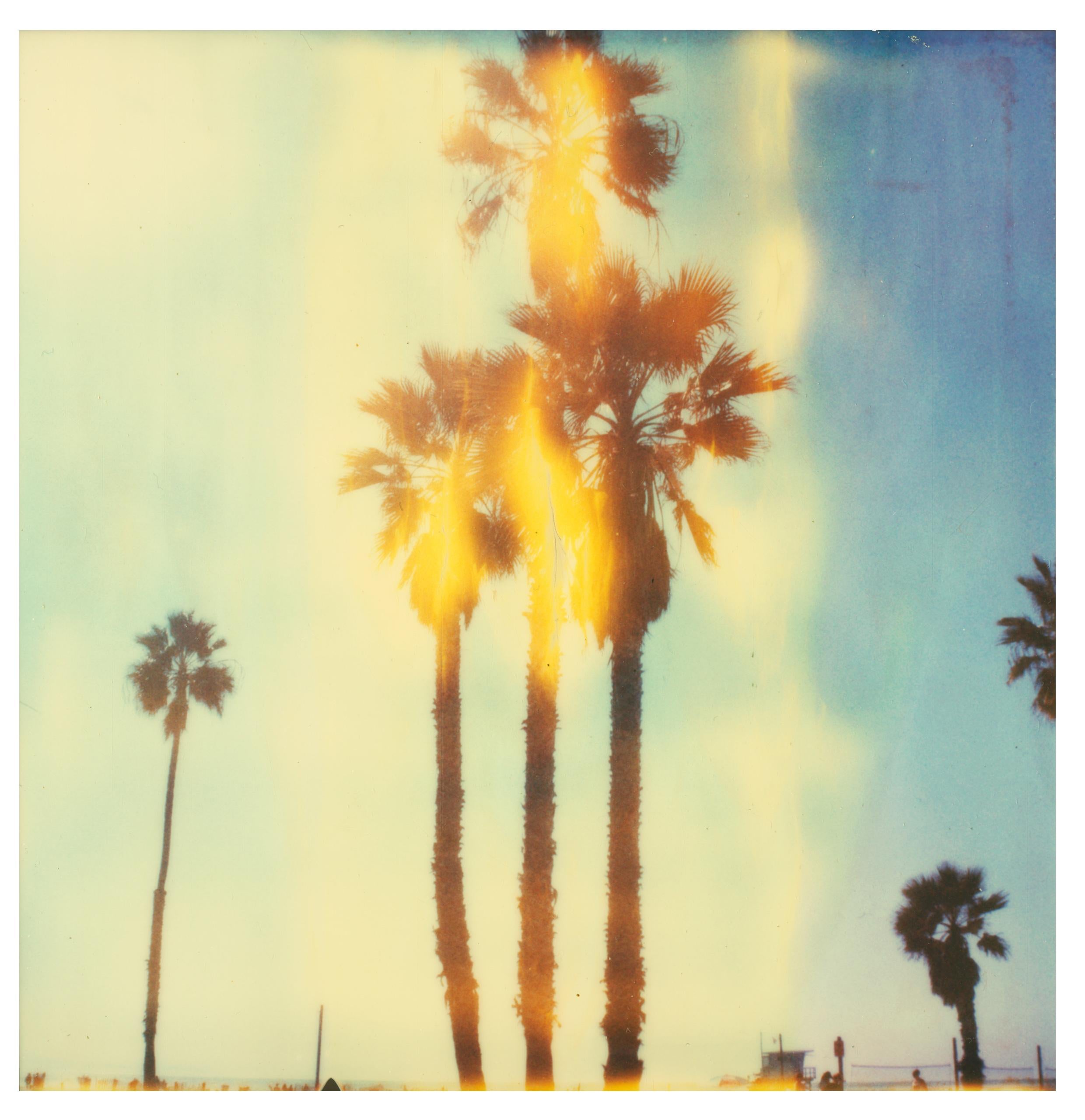 Stefanie Schneider Landscape Photograph - Santa Monica Palm Trees II - Stranger than Paradise 
