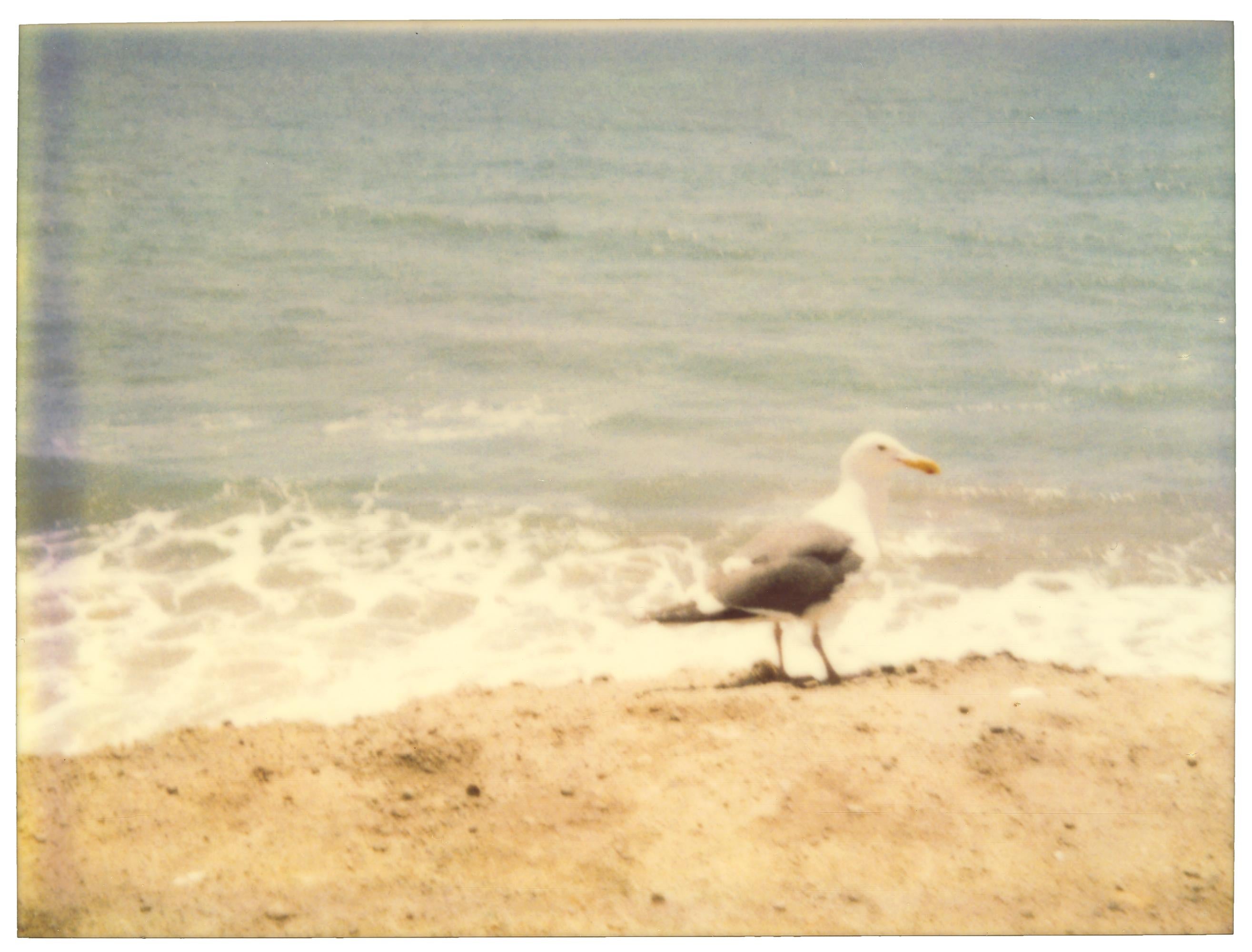 Stefanie Schneider Portrait Photograph - Seagull (Zuma Beach)