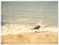 Seagull (Zuma Beach)