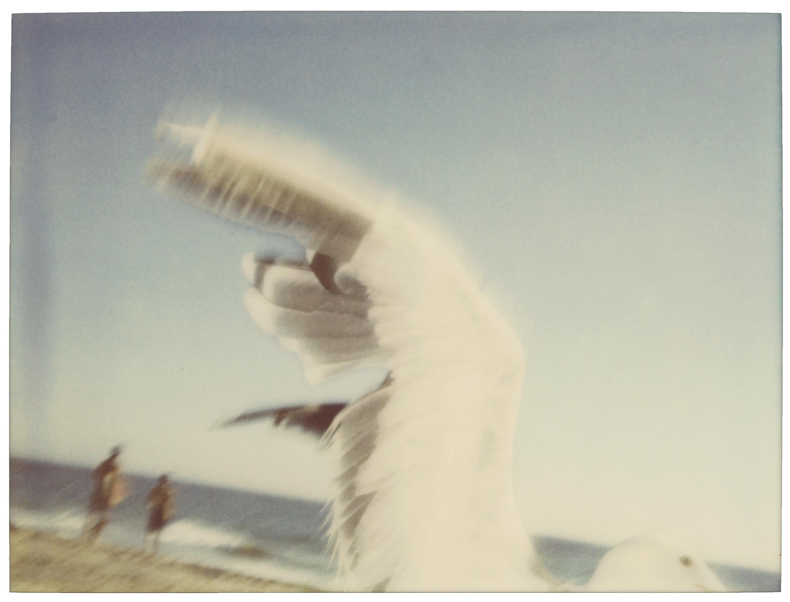 Stefanie Schneider Color Photograph - Seagull (Zuma Beach)