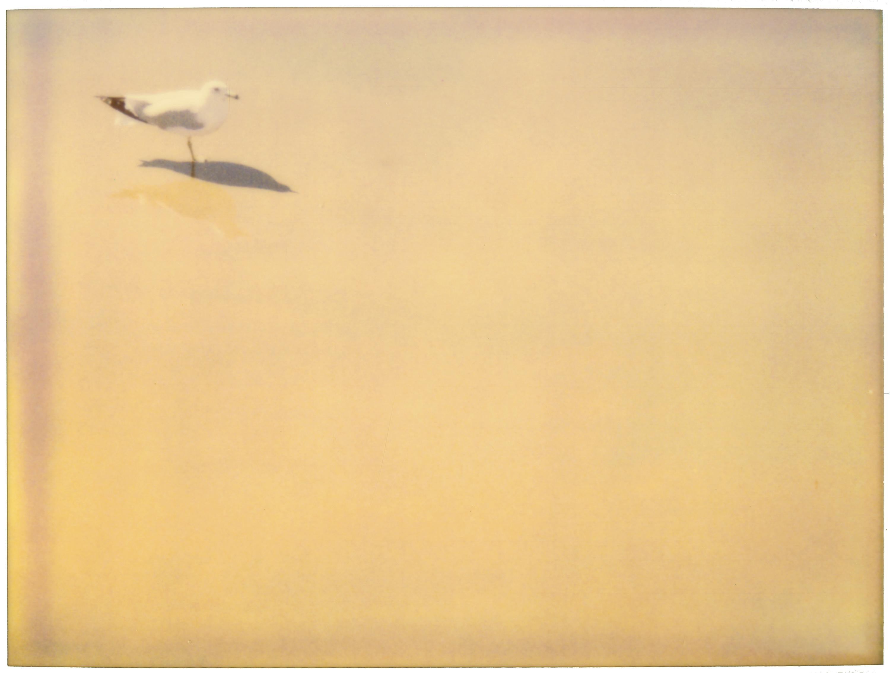 Portrait Photograph di Stefanie Schneider - Gabbiano (Zuma Beach)