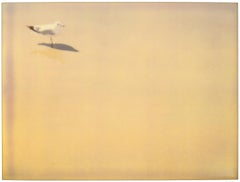 Gaviota (Playa de Zuma)