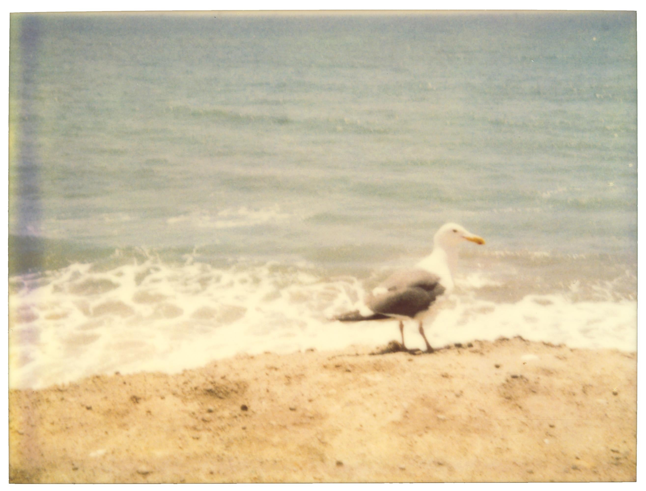 Stefanie Schneider Color Photograph – Möwe (Zuma Beach)