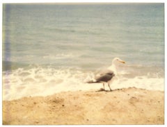Mouette de mer (Zuma Beach)