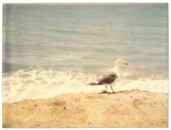 Vintage Seagull (Zuma Beach)