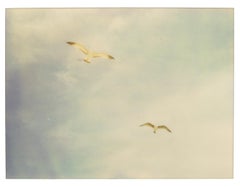Seagulls (Zuma Beach)