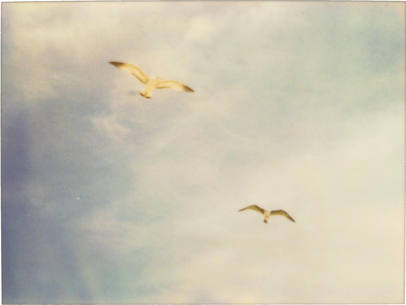 Mouettes de mer (Zuma Beach)