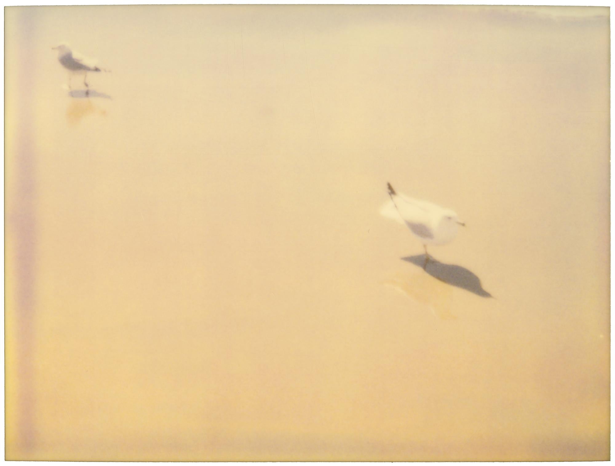 Mouettes de mer (Zuma Beach)