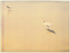 Retro Seagulls (Zuma Beach)