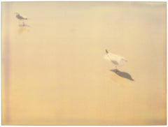 Gaviotas (Playa de Zuma)