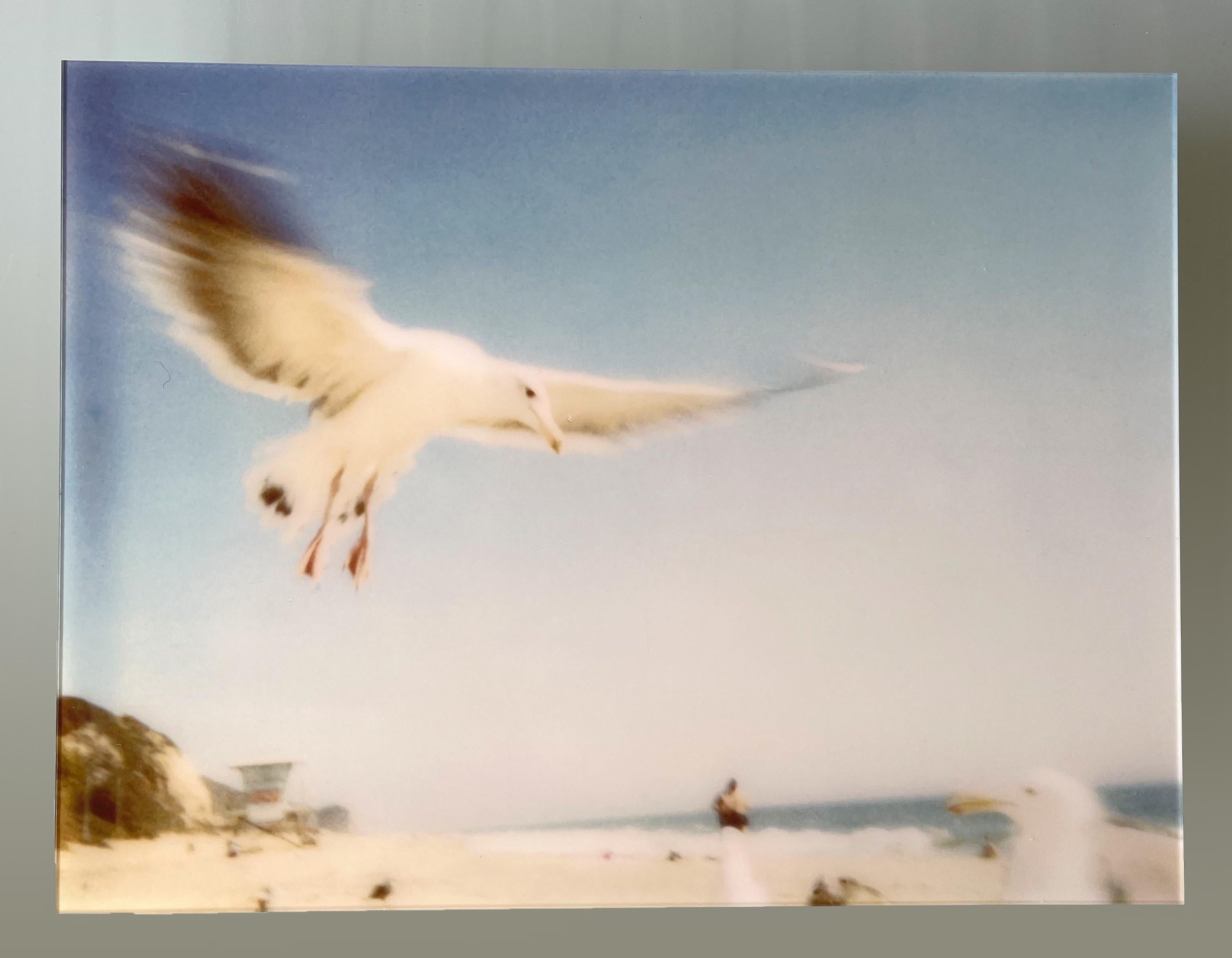 Seagulls (Zuma Beach) – montiert, 30x40cm – Photograph von Stefanie Schneider