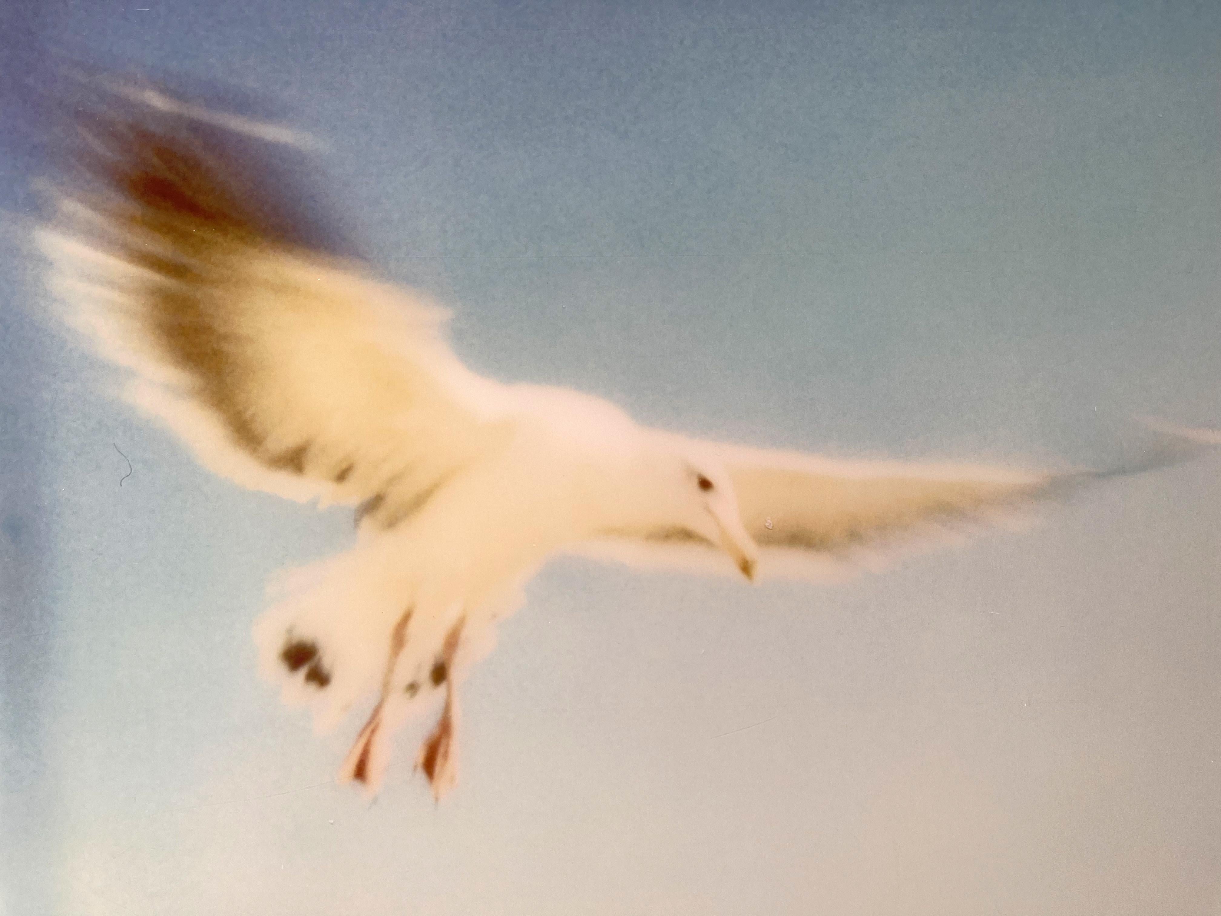 Seagulls (Zuma Beach) – montiert, 30x40cm (Grün), Landscape Photograph, von Stefanie Schneider