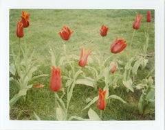 Primavera (Parigi) - 4 pezzi - analogico, Polaroid, contemporaneo