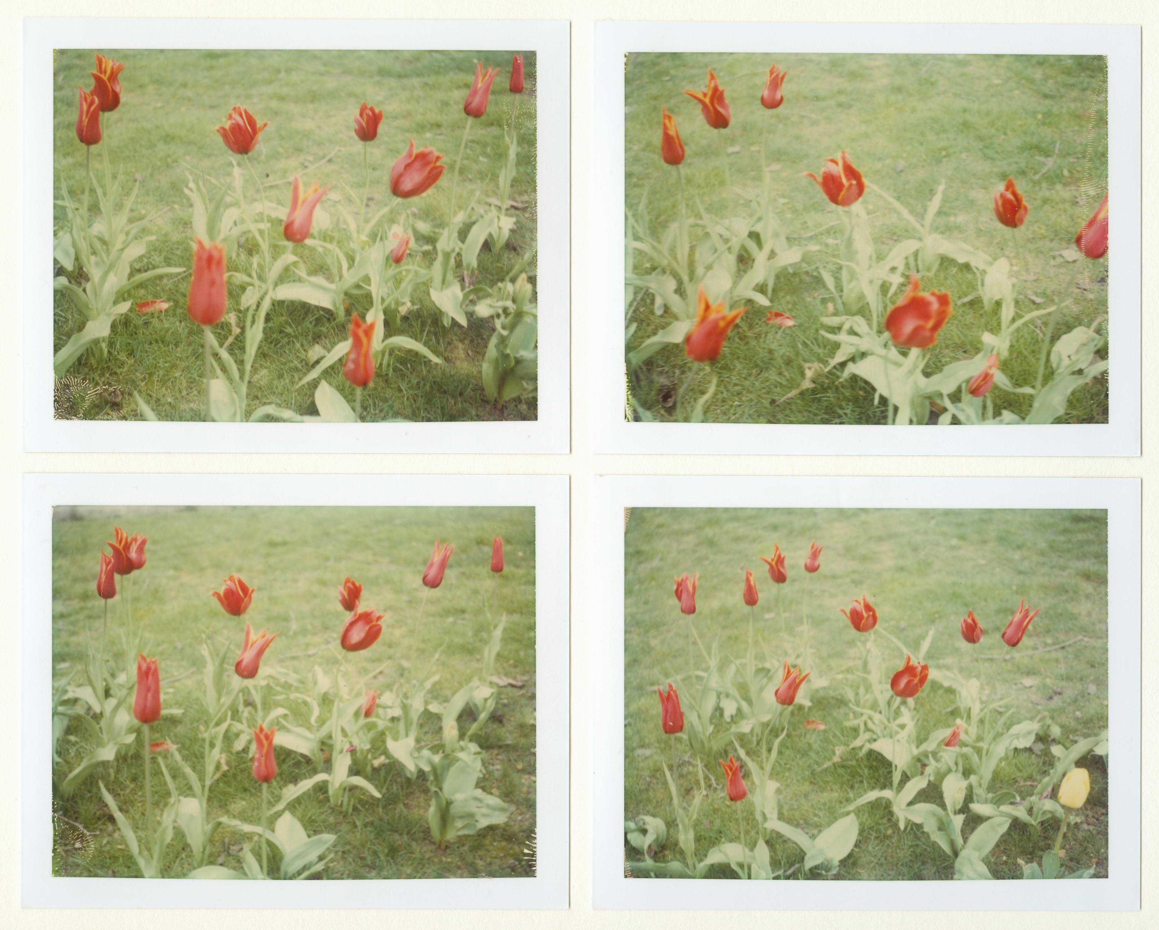 Stefanie Schneider Color Photograph - Springtime (Paris) - 4 pieces - analog, Polaroid, Contemporary