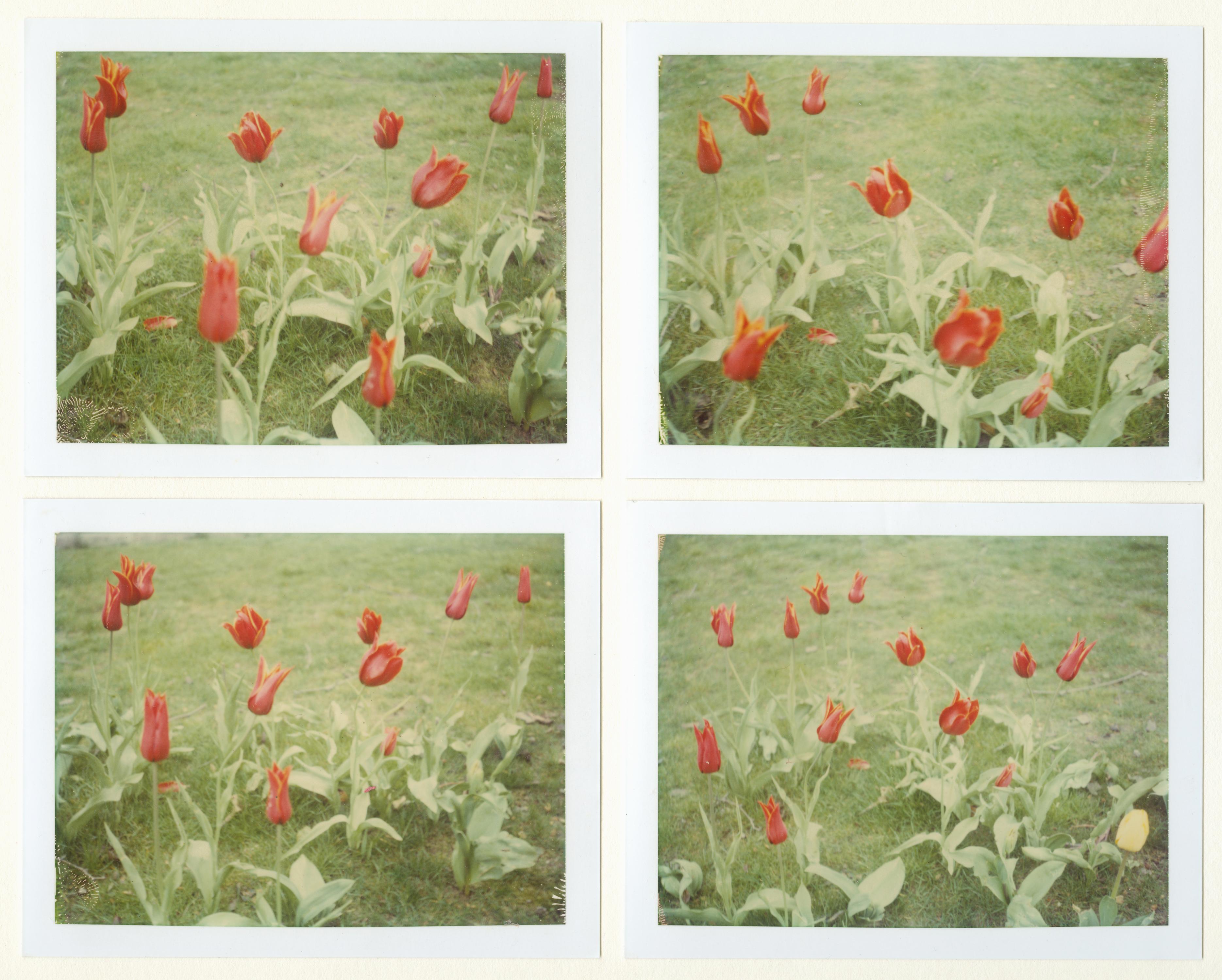 Primavera (París) - 4 piezas - analógica, Polaroid, Contemporánea
